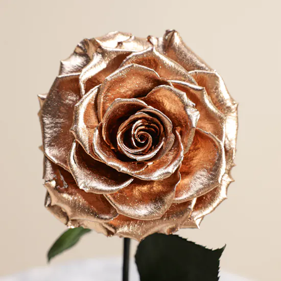 Shiny Gold Single Preserved Rose Dome