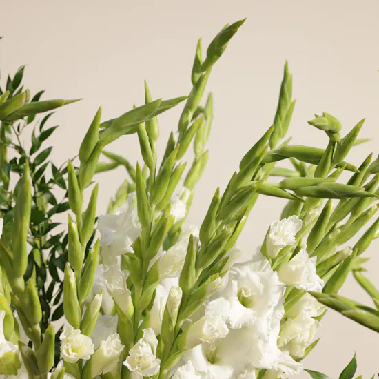 White Gladiolus | Glass Vase