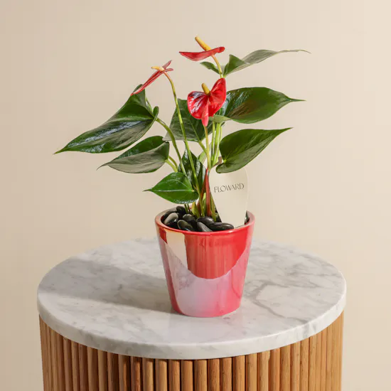 Shiny Red Anthurium Small Plant
