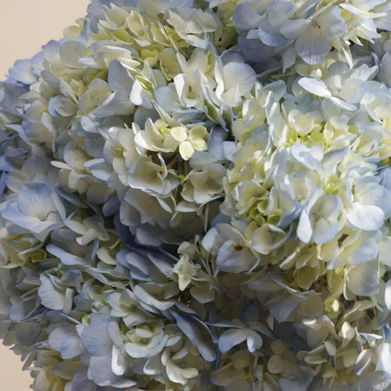 Celestial Beauty Flower Box