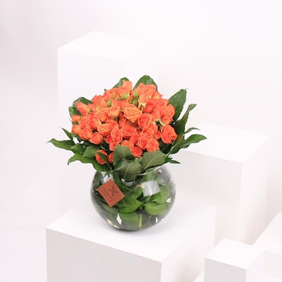 Stunning Citrus