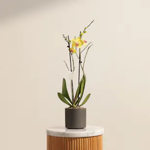 The Golden Yellow Phalaenopsis Plant
