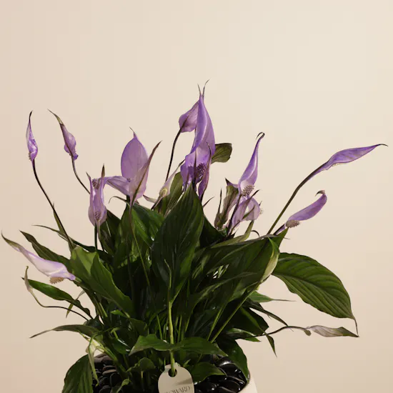 Trio Purple Spathiphyllum Plants