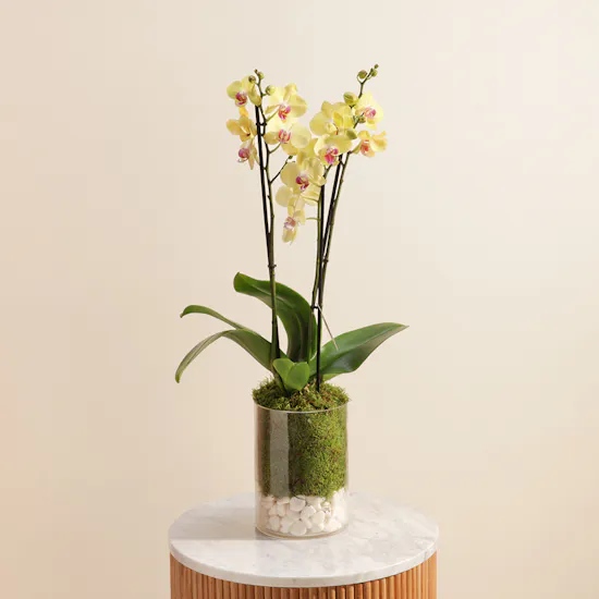 Yellow Orchid Plant