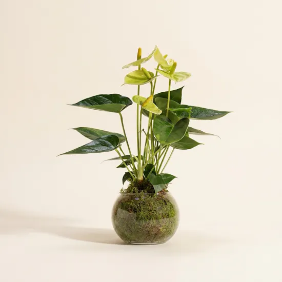 Anthurium Vanilla Plant