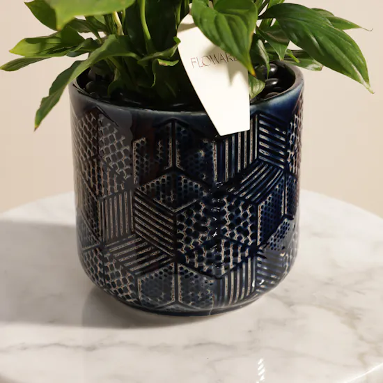 Distinctive Yellow Spathiphyllum Plant