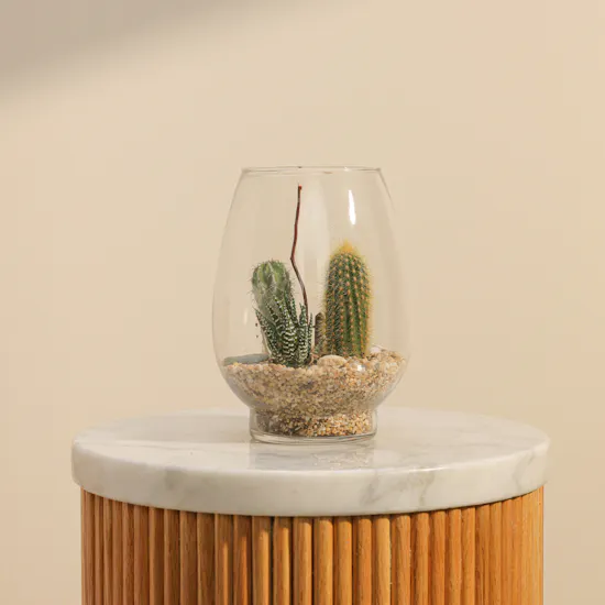 Charming Little Desert | Open Terrarium
