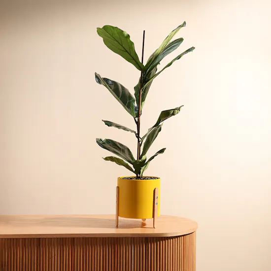 Ficus Lyrata Plant