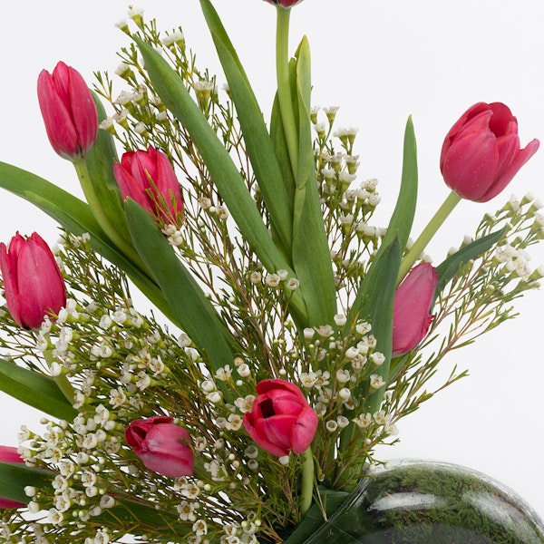 Beautiful Red Tulips Floward Abu Dhabi