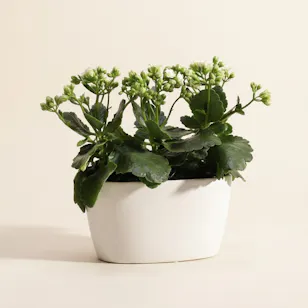White Kalanchoe White