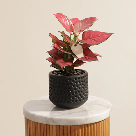 Aglaonema Red Joy Plant