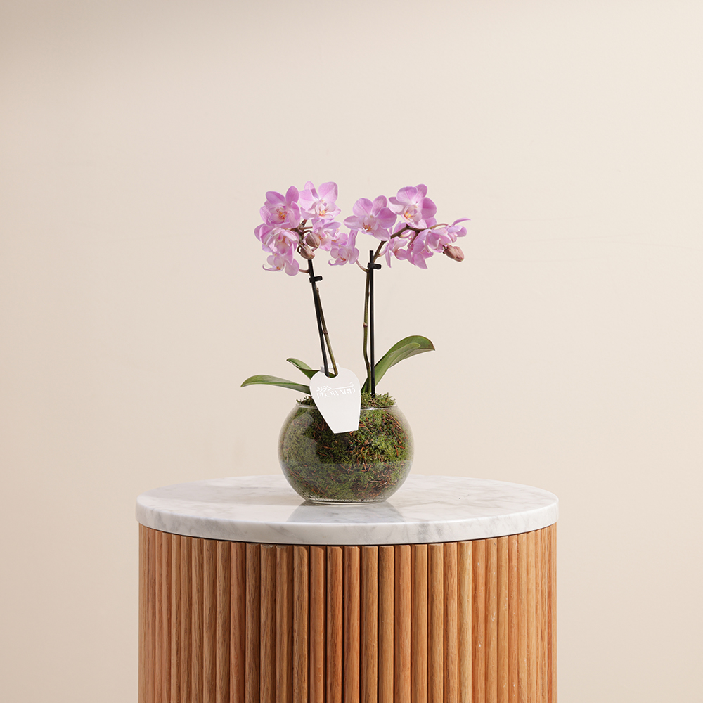 تايني بيربل اوركيد