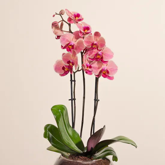 Light Orange Orchid Plant Pot