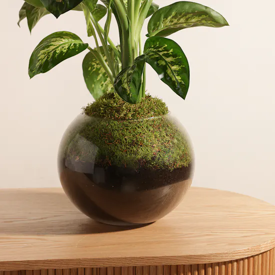 Dieffenbachia Seguine Plant
