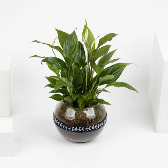 Spathiphyllum Plant | Glass Pot