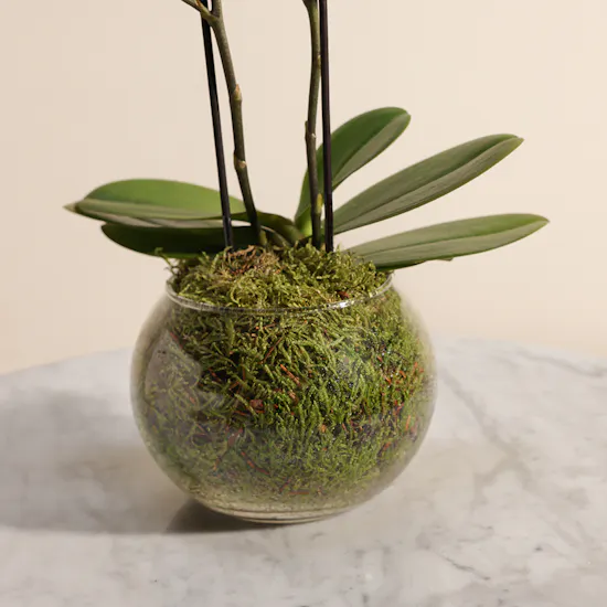 Little Multiflora Orchid Plant