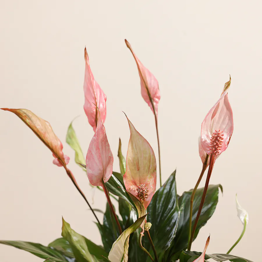 Peace Lilies Pink 5