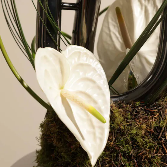 Charming Tangled Anthuriums