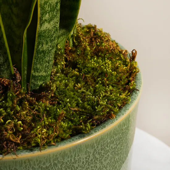 Fresh Sansevieria Laurentii Plant