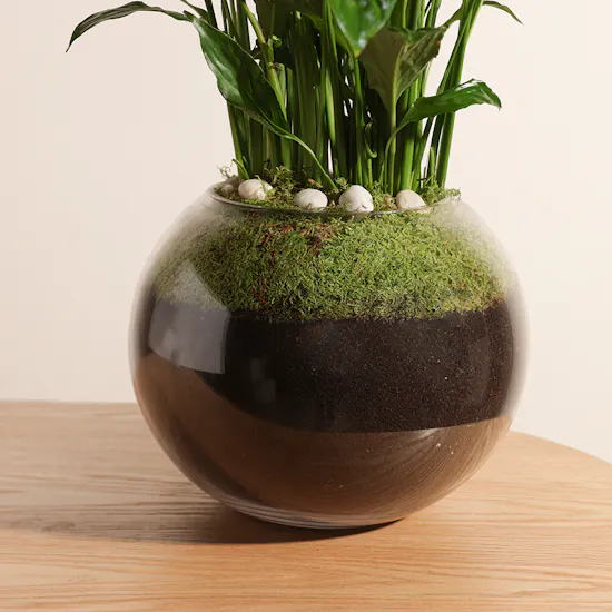 Spathiphyllum Pearl Plant