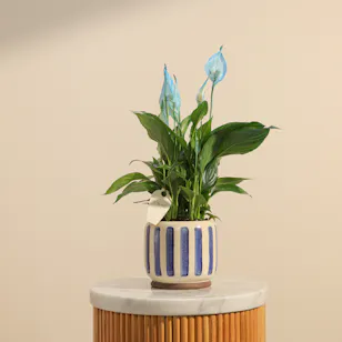 Elegant Spathiphyllum Bellini Plant Elegant Spathiphyllum Bellini Plant