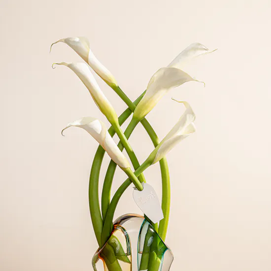 Enchanting White Calla Vase