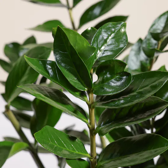 Unique Big Zamioculcas Zamiifolia Plant Pot