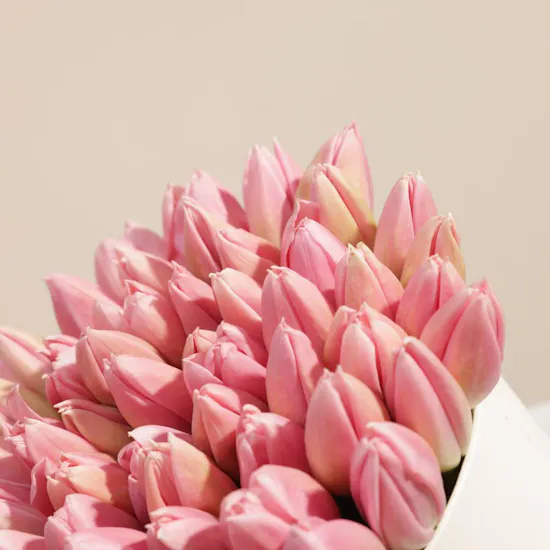 Melody Pink Tulip Box | 45 Flowers