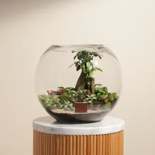 Ficus Bonsai Garden | Closed Terrarium Ficus Bonsai Garden | Closed Terrarium