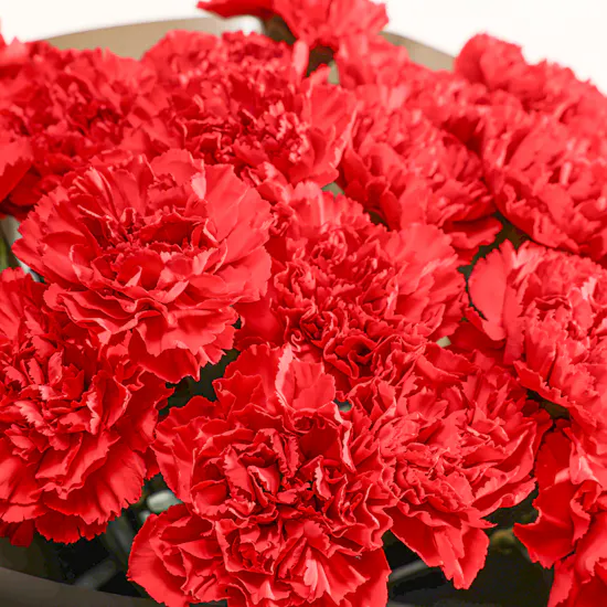 Luxury Red Carnation Bouquet