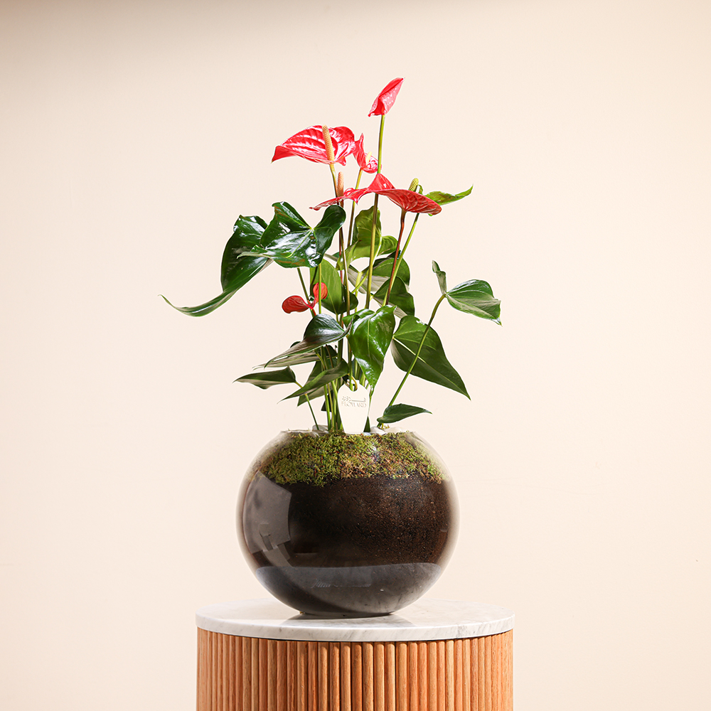 Red Anthurium | Glass Pot
