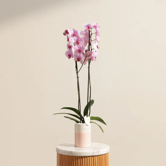Tall Pink Phalaenopsis Plant