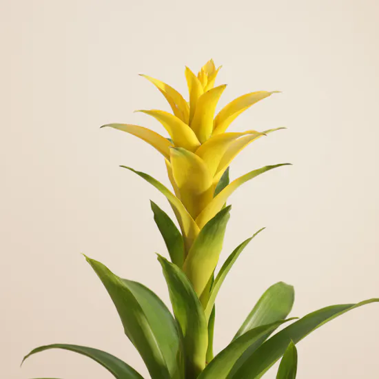 Fancy Yellow Guzmania Plant