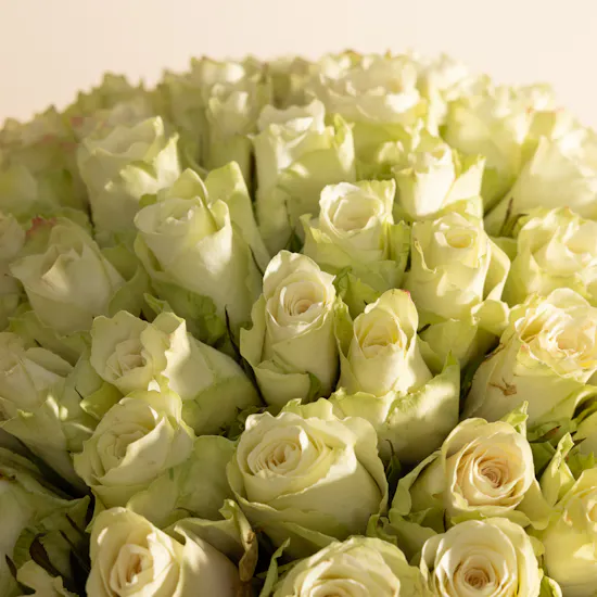 Stunning White Roses Bouquet | 150 Flowers