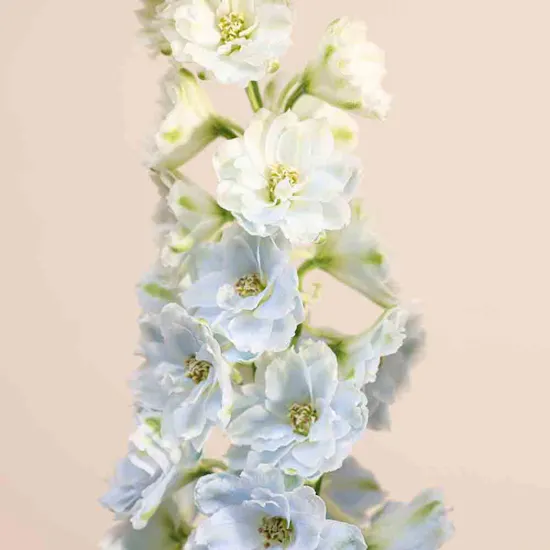 Blue Dreams Delphinium Vase