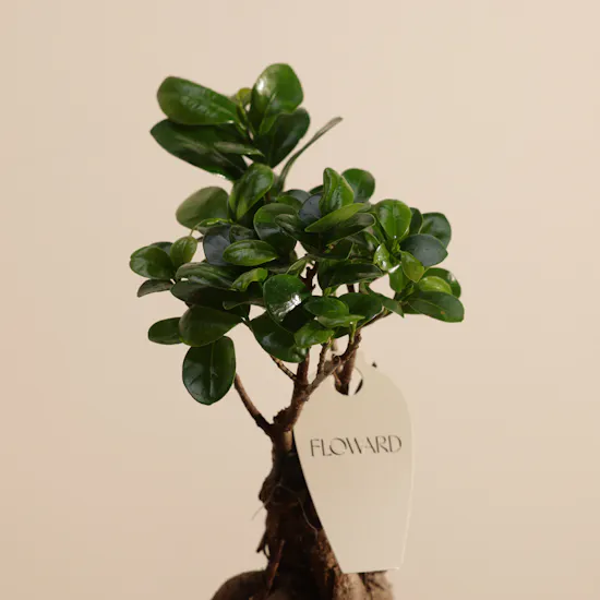 Magical Ficus Ginseng Plant