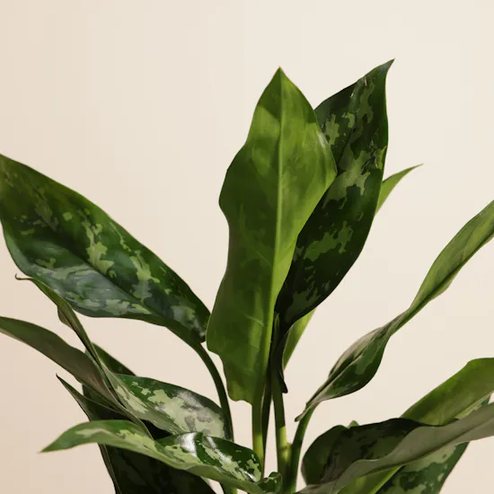 Peaceful Duo Aglaonema Maria Plants Vase