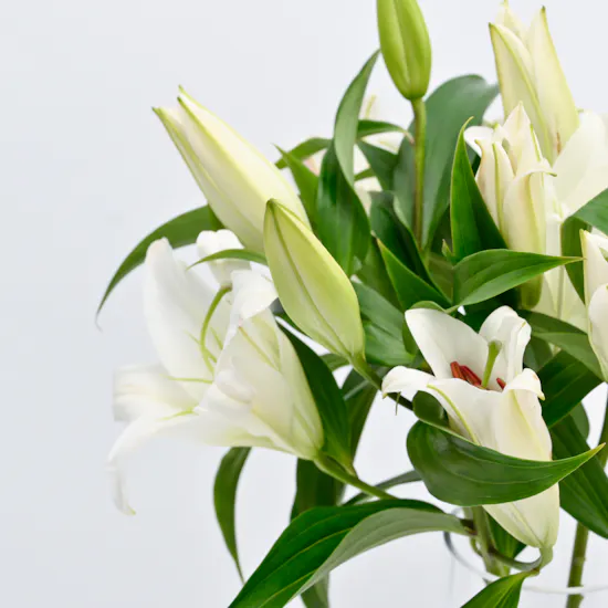 Abucci Chocolates | White Lilies