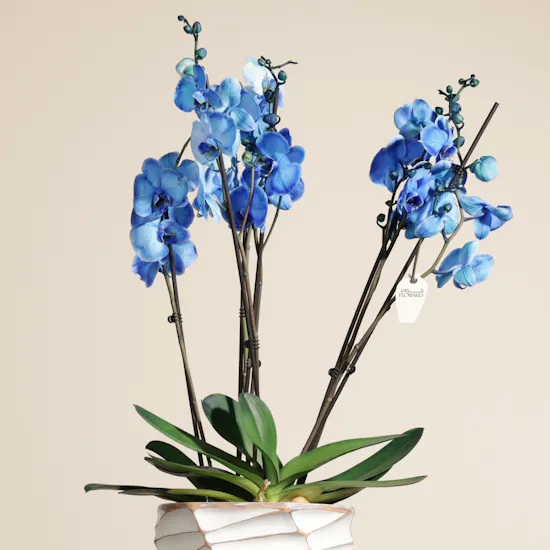 Beauty Blue Phalaenopsis Plant