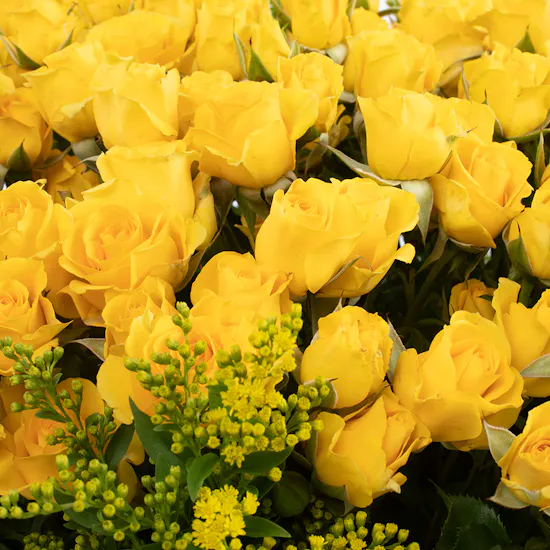 30 Yellow Baby Roses | Black Wrap
