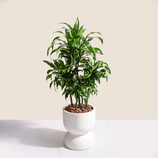 Big Lush Dracaena Dorado Plant