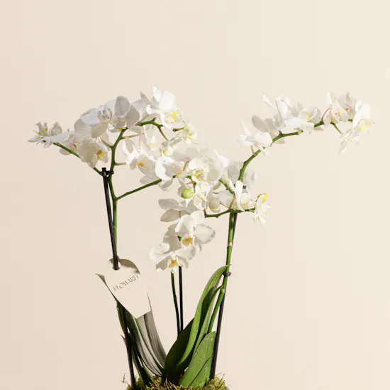 Magical White Phalaenopsis Plant