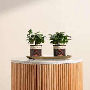 Coffea Arabica Plant 
