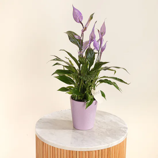 Spathiphyllum Make-Upz Purple
