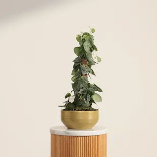 Pure Scindapsus Pictus Trebie Plant Pure Scindapsus Pictus Trebie Plant
