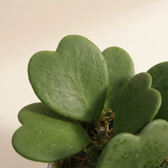 Charm Hoya Kerrii Heart Plants