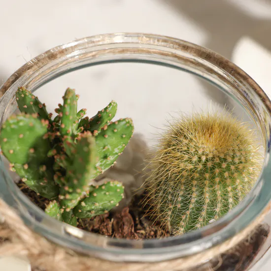 Carolina Herrera Bad Boy Colbat Elixir Set | Unique Open Cactus Terrarium Plant