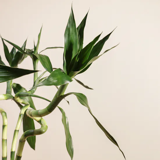 Bamboo Plant Vase