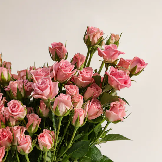Pink Lovely Thoughts Baby Rose Vase | 18 Flowers