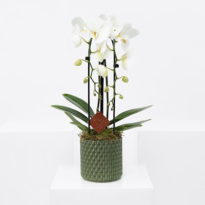 Orchid Niagara fall